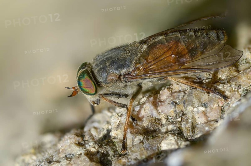 Brake spec., hybomitra spec., diptera, insects, two-winged birds