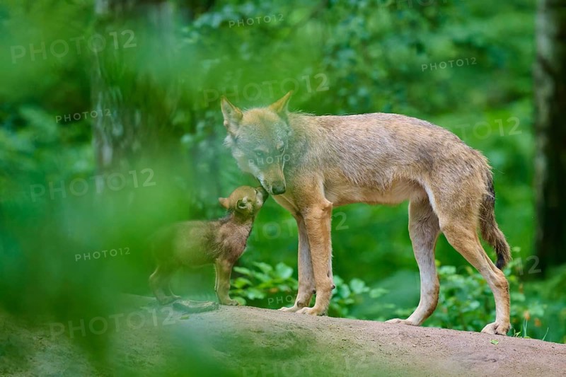 A wolf cub shows affection for its mother in the forest, Wolf (Canis lupus), Germany
