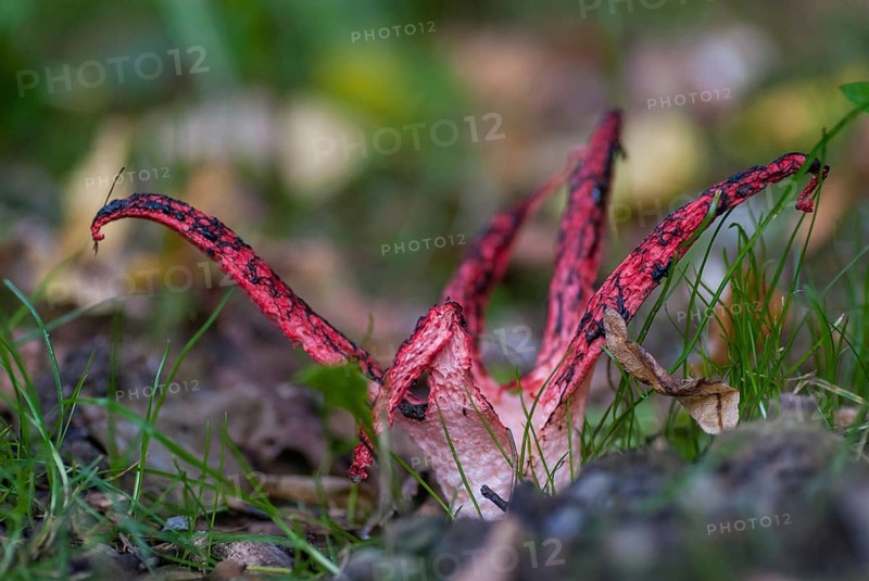 Anthurus archeri, clathrus, clathrus archeri, grids, phallales, stinkmorel-like, squid mushroom, devil's fingers, fungi, fungus, octopus stinkhorn, mushrooms