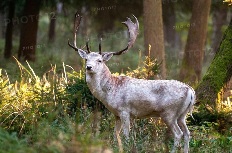 Dama dama, fallow deer, fallow deer, mammals, shovelers, mammals