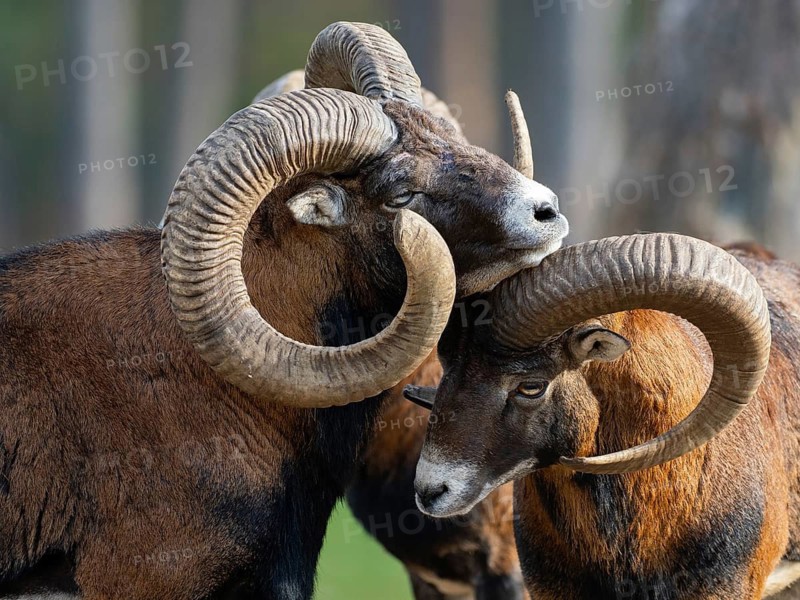 Two grouches have wedged their horns, North Rhine-Westphalia, Germany