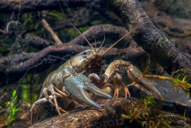 Astacus astacus, crayfish, European crayfish, European crayfish, crayfish, arthropods, crabs, crustacea, crabs, crabs, crabs, crabs, leo