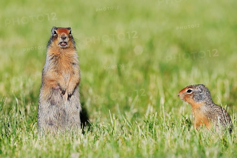 Columbia ground squirrel (Urocitellus columbianus, Spermophilus columbianus), female with young, Waterton Lakes National Park, Alberta, Canada