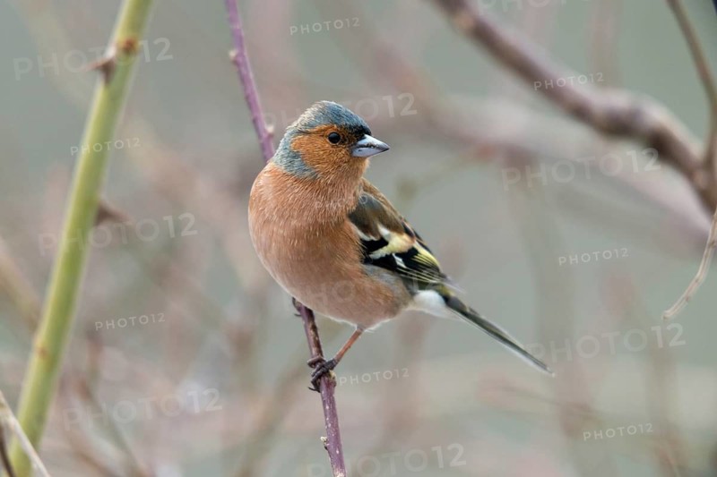 Chaffinch, Fringilla Coelebs, Birds, Male, Passeri, Songbirds, Birds