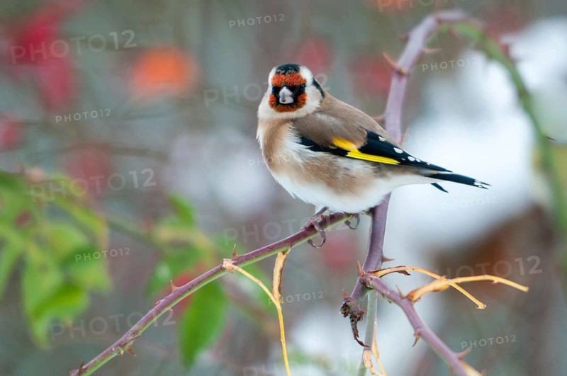 Carduelis carduelis, goldfinch, dog rose, pink canina, rosaceae, rose family, goldfinch, autumn, birds, dog rose, flora, autumn, passeri, plants, songbirds, birds