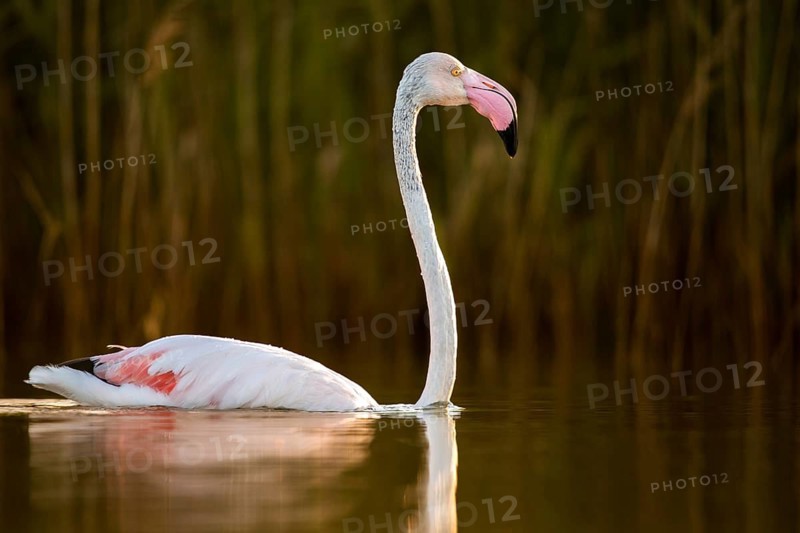 Afro-Asian Greater Flamingo, Eurasian Flamingo, European Flamingo, Granelli, Greater Flamingo, Italy, Pantano Cuba Lagoon, Pantani Cuba and Longarini, Phoenicopterus Roseus, Rosy Flamingo, Migratory Bird Sanctuary Pantani Cuba & Longarini, Birds, Ciconiiformes, Flamingo, Italy, Walking Birds, Sicily, Foundation per species diversity, stork birds, birds