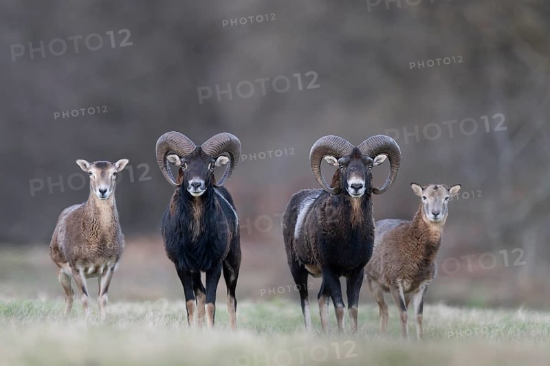 Mouflon (Ovis gmelini), Bitburg, Rhineland-Palatinate, Germany