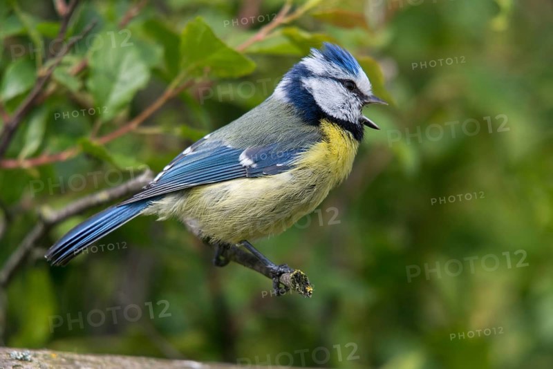 Blue tit, parus caeruleus, birds, call, tit, passeri, call, songbirds, songbirds, tits, birds