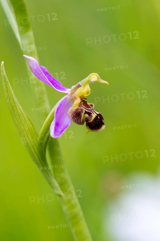 Bee ragwort, ophrys apifera, orchidaceae, orchids, orchid, bee orchid, flora, high size, vertical format, plants, plants