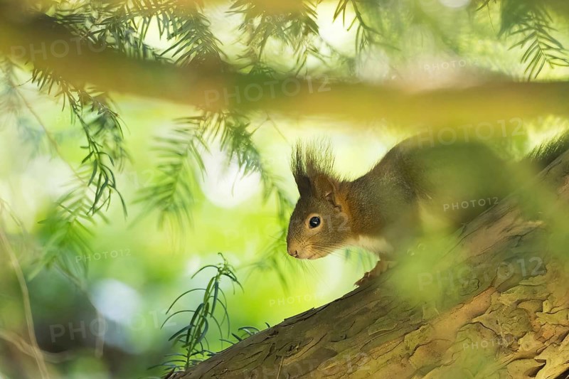 A squirrel (Sciurus vulgaris) sits on a tree trunk in a light-flooded forest, surrounded by green leaves, Hesse, Germany