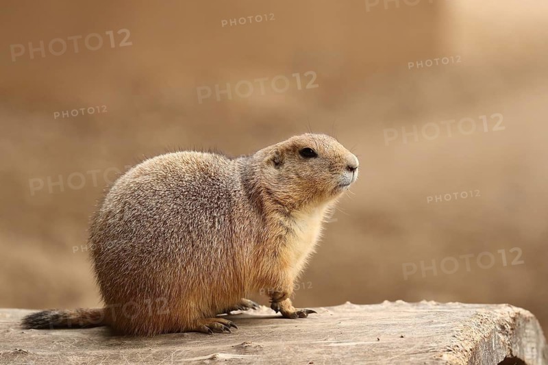 A prairie dog sits on a tree trunk against a blurred background in shades of sand, a black-tailed prairie dog (Cynomys ludovicianus) sitting on an old tree trunk, in captivity