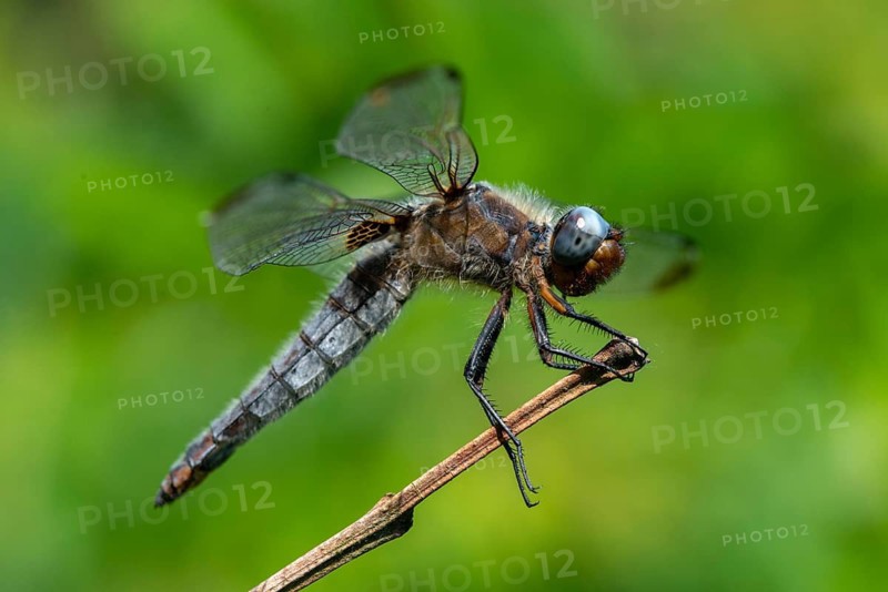 Libellula fulva, scarce chaser, spike spot, anisoptera, damselflies, dragonflies, insects, dragonflies, odonata