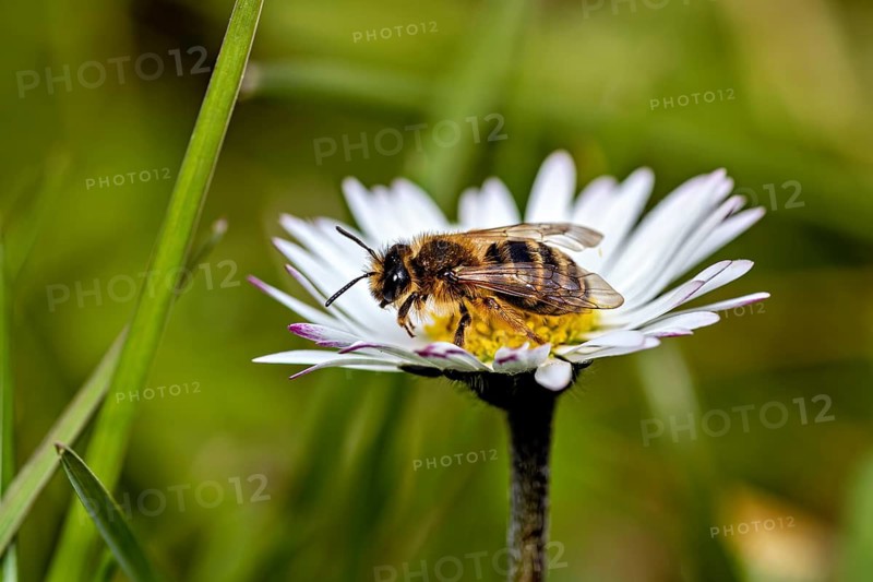 Side view of a bee resting on a daisy, a garden leaf-cutter bee near Herleshausen in Germany (Megachile willughbiella)