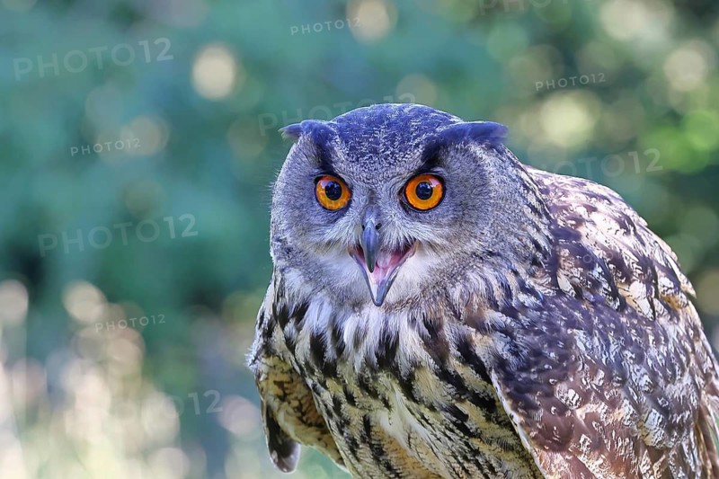 Eurasian eagle-owl (Bubo bubo), animal portrait, Rhineland-Palatinate, Germany