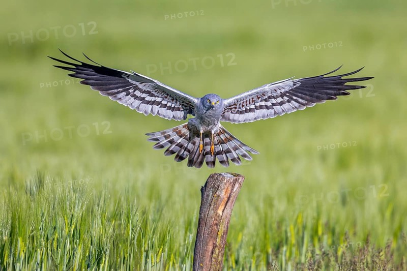Montagu's harrier (Circus pygargus) adult male landing with open wings on wooden post in wheat field, cornfield in spring