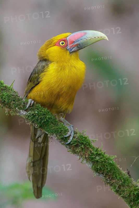 Saffron Toucanet (Pteroglossus bailloni) perched on a branch in the Atlantic rainforest of southeast Brazil