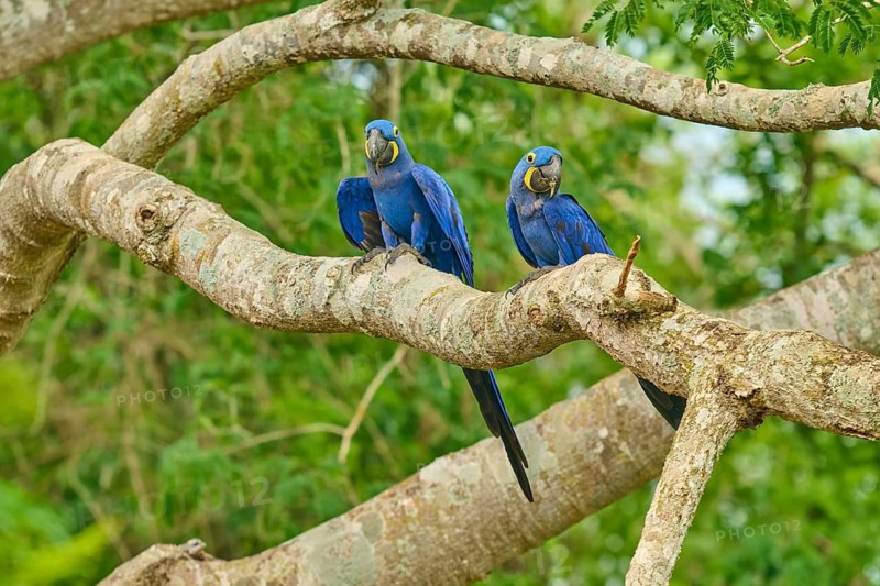Two hyacinth macaws perched on branches with numerous offshoots in a dense forest, Hyacinth Macaw (Anodorhynchus hyacinthinus), Bonito, Pantanal, Brazil