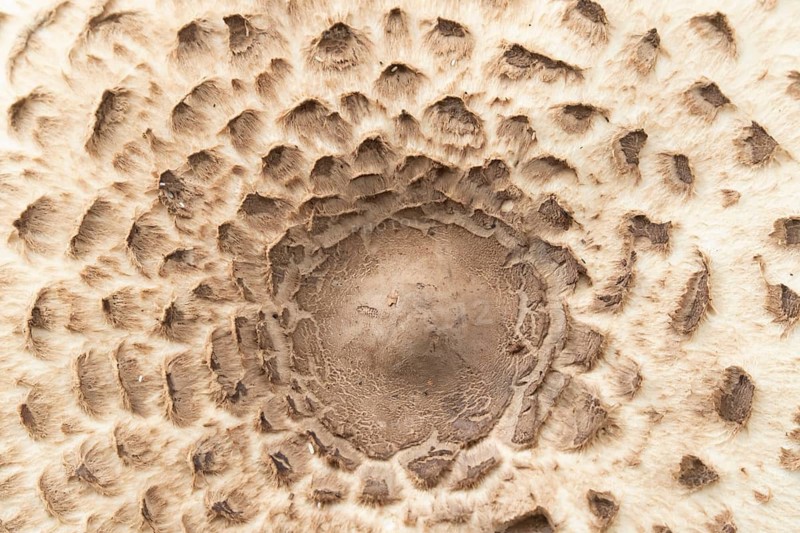 Parasol mushroom (Macrolepiota procera) close up of a fungi, Suffolk, England, United Kingdom