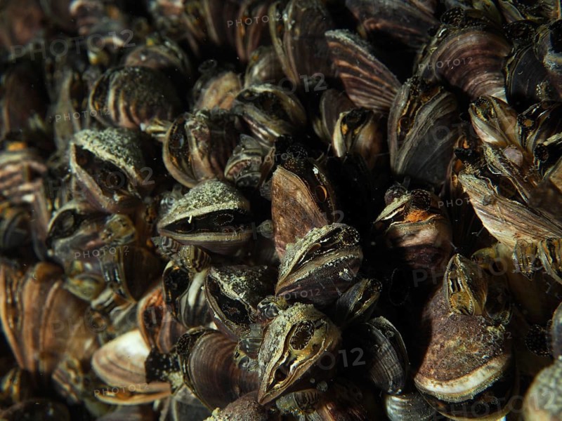 Close-up of closely clustered quagga mussels (Dreissena rostriformis bugensis), an invasive species, in the water, at the Wildsau dive site, Berlingen, Lake Constance, Switzerland, Germany