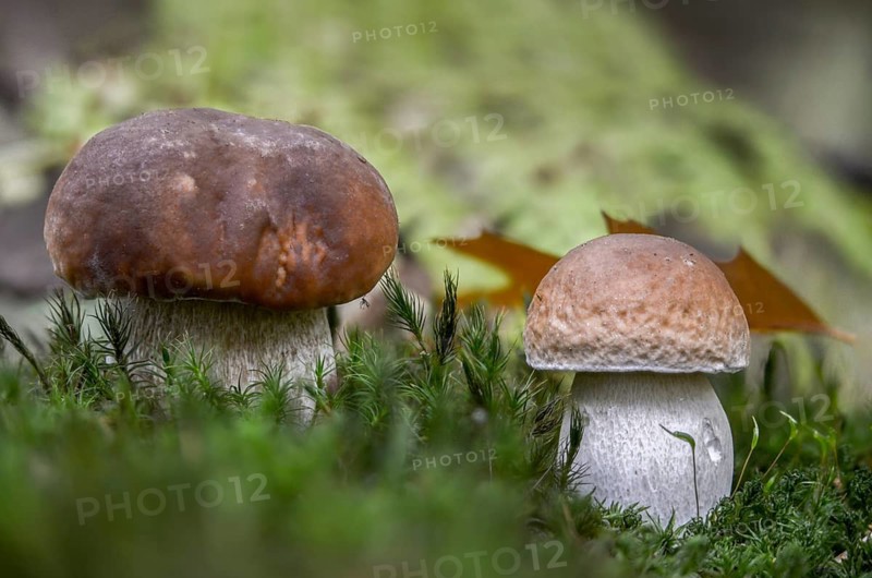 Boletus edulis, spruce porcini, common porcini mushroom, porcini mushroom, cep, fungi, mushroom, penny bun, mushrooms, porcini, porcino