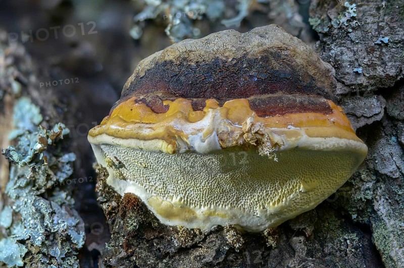 Spruce porling, fomes marginatus, fomitopsis pinicola, pine porling, red-banded polypore, red-belted polypore, red-edged tree sponge, red-edged porling, ungulina marginata, white-edged tree sponge, fungi, mushrooms, red-belted conk