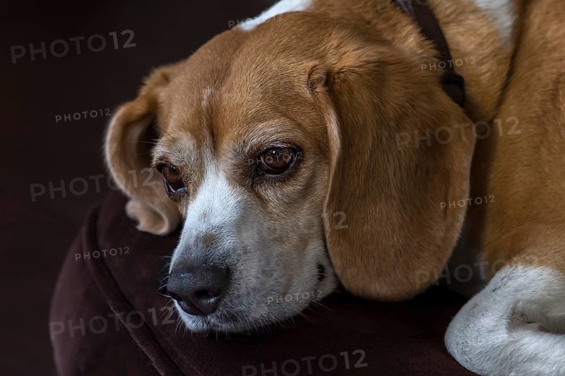 Resting beagle lying on an armchair, Baden-Wüttemberg, Germany