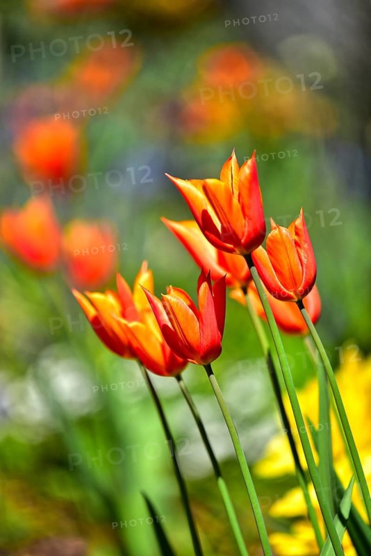 Red tulips (Tulipa) in bloom in spring, Bavaria, Germany