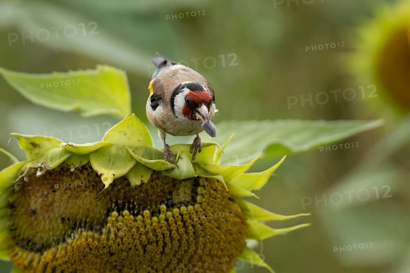 European goldfinch (Carduelis carduelis) adult bird feeding on a Sunflower (Helianthus annuus) seedhead in summer, England, United Kingdom