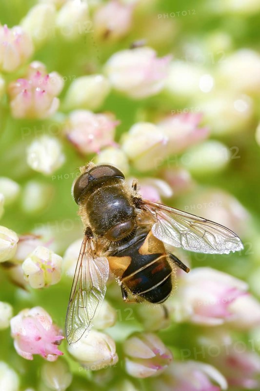 Eoseristalis interrupta, Eristalis interrupta, Eristalis interruptus, groin-wedge-spotted hoverfly, wedge-spotted hoverfly, medium drone fly, medium wedge-spotted hoverfly, syrphidae, diptera, high size, portrait format, insects, hoverfly, two-winged
