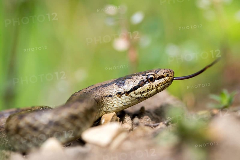 Coronella Austriaca, smooth snake, critters, reptilia, reptilia, reptiles, snakes, snakes