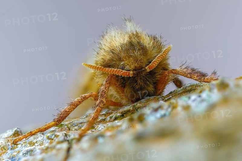Ampfer root borer, hepialus sylvina, mallow root spinner, orange swift, triodia sylvina, root borer, insects, moths, moths, butterflies