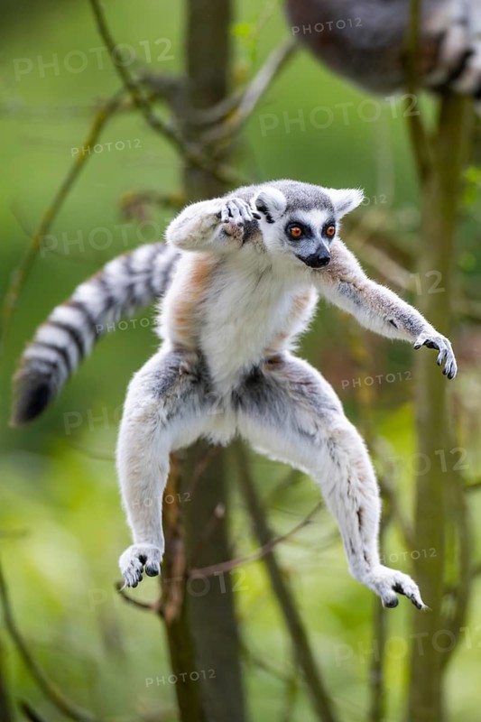 Ring-tailed lemur (Lemur catta) jumping from a branch, captive, Germany