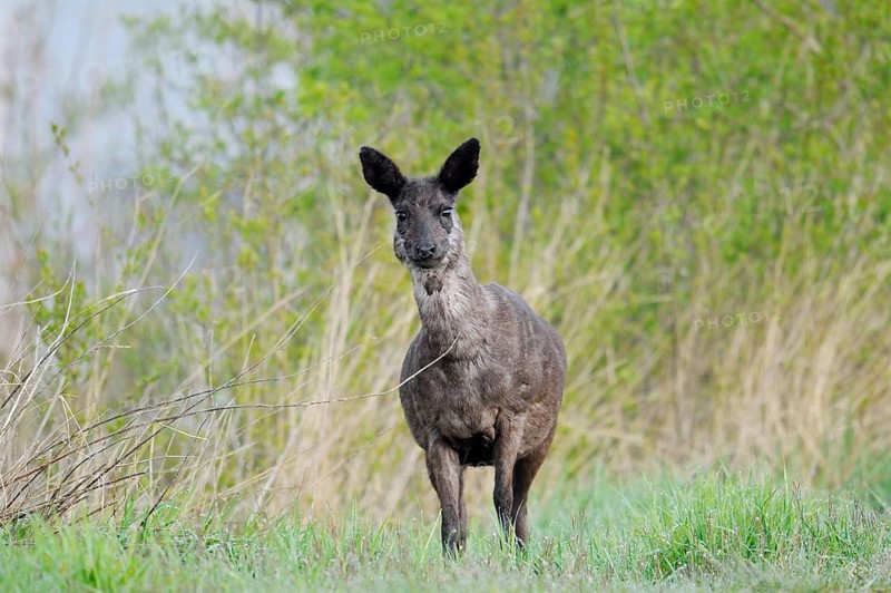 European roe deer (Capreolus capreolus), black roe deer, doe, Lower Saxony, Germany