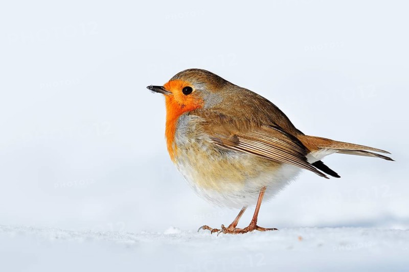 Robin (Erithacus rubecula) in the snow, North Rhine-Westphalia, Germany