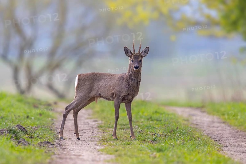 European roe deer (Capreolus capreolus) adult buck, male in winter coat standing on track, dirt road on the countryside in spring