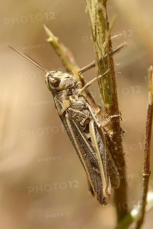 Acrididae, caelifera, field locusts, gomphocerinae, short-feeler, nightingale grasshopper, bow-winged grasshopper, chorthippus biguttulus, grasshopper, grasshopper, grasshoppers, high size, portrait format, insects, insects