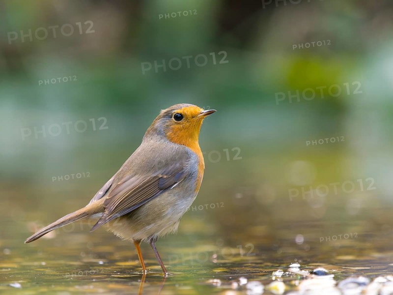 A robin (Erithacus rubecula) standing in shallow water, Hesse, Germany