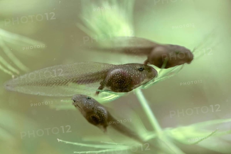 Common frog, common frog, rana temporaria, amphibians, amphibians, one week old, frog, frogs, young animal, juvenile, tadpole, larva, amphibians, amphibians