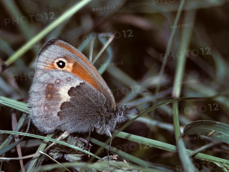 Coenonympha Pamphilus, common meadowbird, small heath, meadbird, butterfly, insects, butterfly, butterflies, butterflies