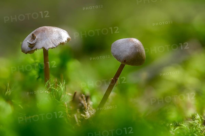 Collybia esculenta, spruce cone nail sponge, spruce cone carrot, marasmius conigenus, pseudohiatula esculenta, spruce-cone toadstool, sprucecone cap, strobilurus esculentus, fungi, fungi, mushrooms