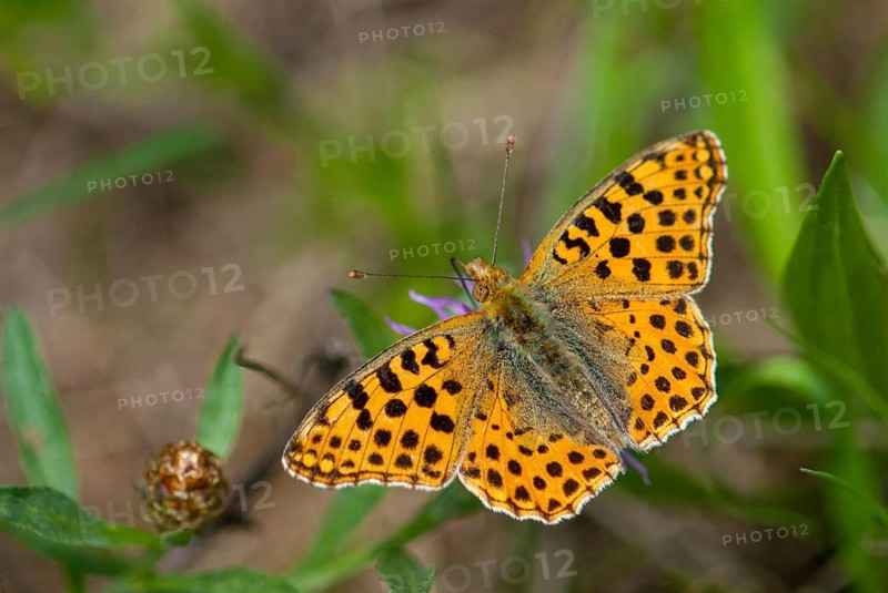 Argynnis Lathonia, Issoria Lathonia, Little Mother of Pearl Butterfly, Queen of Spain Fritillary, Butterfly, Insects, Leo, Butterfly, Butterflies