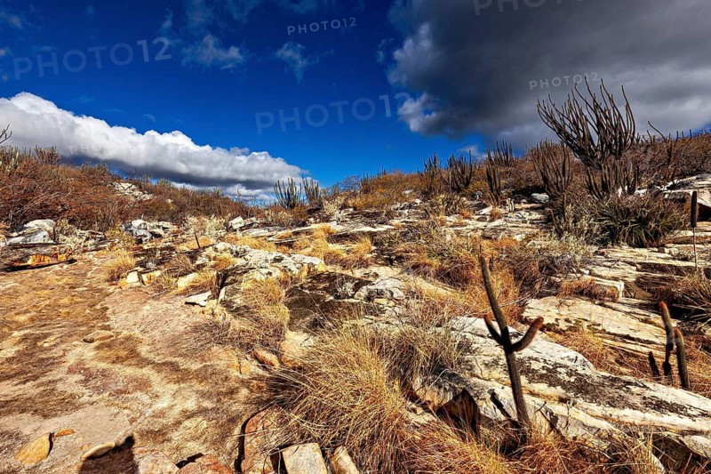 Extensive, dry landscape with cacti under blue skies, the thornshrub savanna in the Caatinga countryside in the federal states of Pernambuco and Bahia in Brazil
