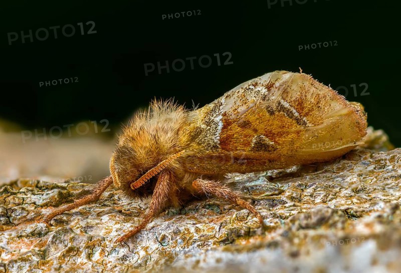 Ampfer root borer, hepialus sylvina, mallow root spinner, orange swift, triodia sylvina, root borer, flew off, old, insects, moths, moths, moths, butterflies