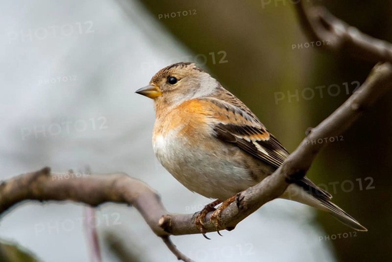Mountain finch, brambling, fringilla montifringilla, birds, female, passeri, songbirds, birds, female