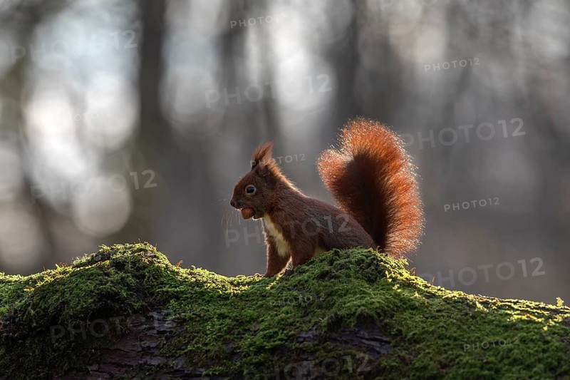 The sharp gnawing teeth of the squirrel (Sciurus vulgaris) can be seen against the light, sweet, cute, February, Germany