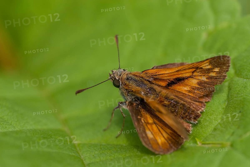 Ochlodes sylvanus, ochlodes venatus, rust-spotted thighead, butterfly, thighead, insects, butterfly, butterflies