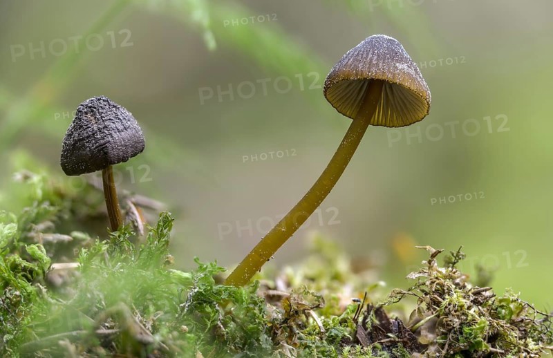 Green-edged helmet, mycena viridimarginata, olive-brown helmet, fungi, fungi, mushrooms