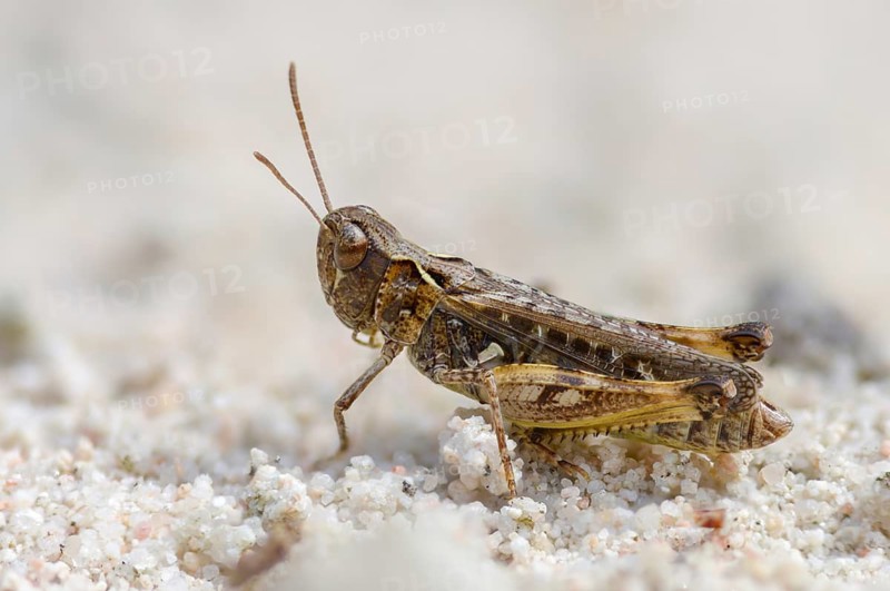Acrididae, caelifera, common club grasshopper, spotted club scare, gomphocerinae, club scare, short-feeler, mottled grasshopper, myrmeleotettix maculatus, grasshoppers, grasshoppers, insects, males, males