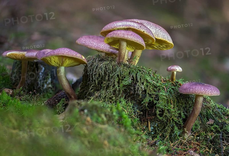 Wood Knight, Plums and Custard, Purple-Felted Wood Knight, Red-Haired Agaric, Reddish Wood Knight, Tricholomopsis Rutilans, Fungus, Mushrooms