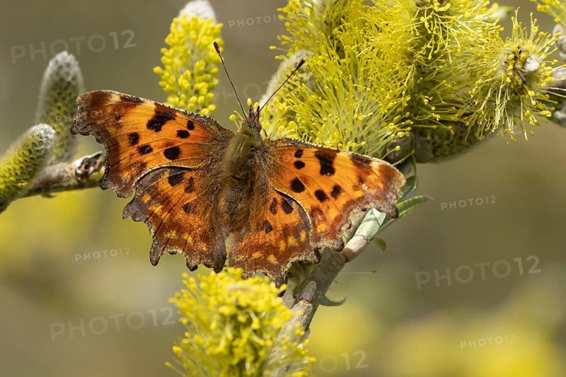 Comma butterfly (Polygonia c-album) adult insect feeding on Goat willow (Salix caprea) blossom in spring, Herefordshire, England, United Kingdom